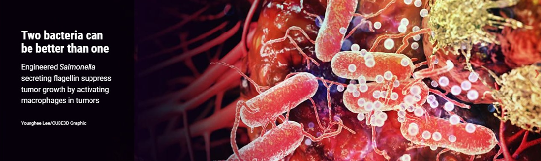 Bacterial Cancer Therapy
