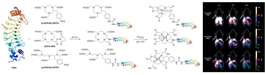 Development of 64Cu labeled artificial protein binders